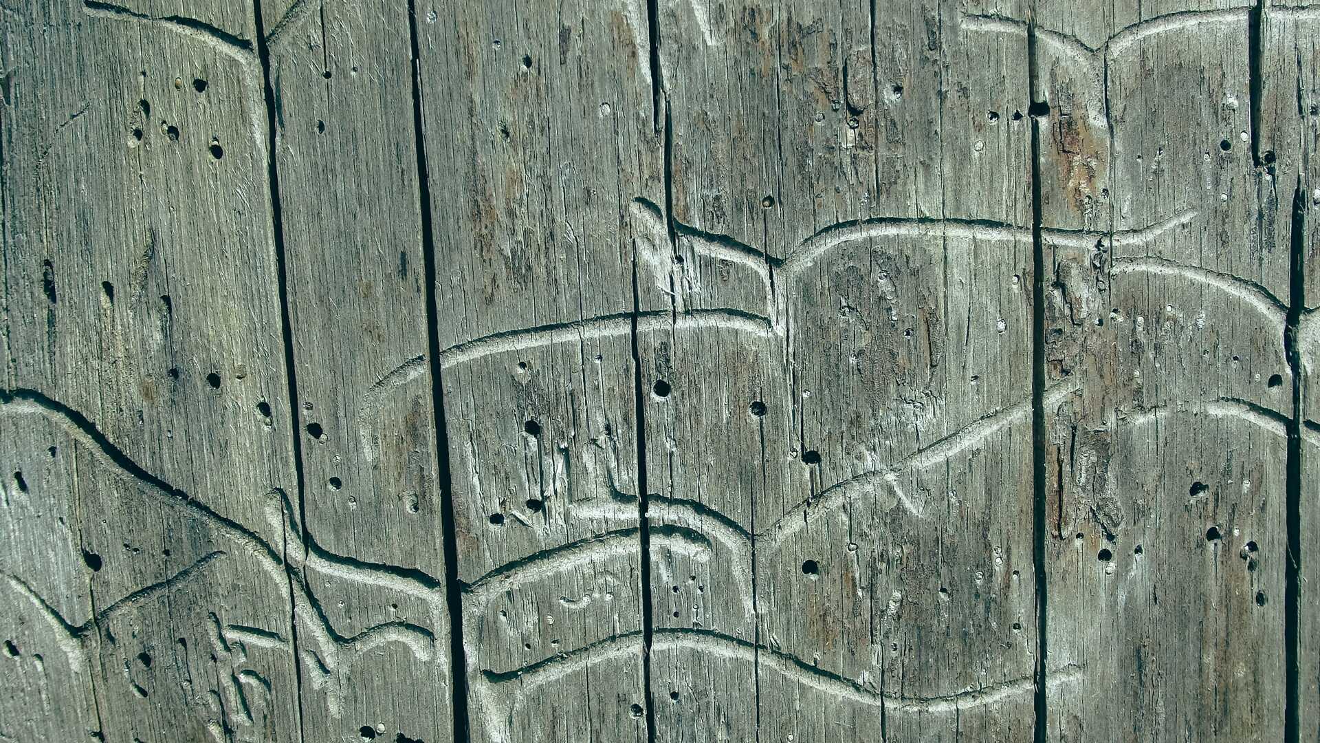 Zwalczanie korników Leszno